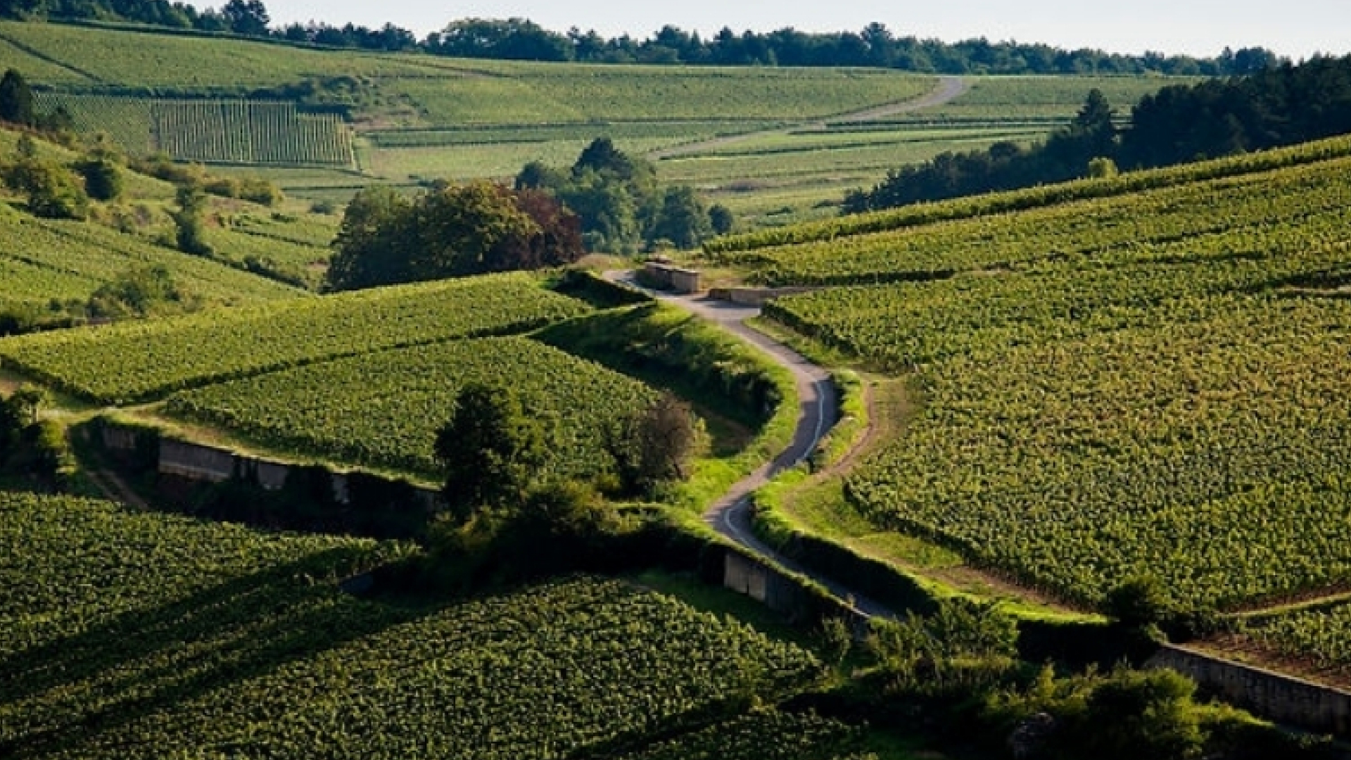 Vignoble de Chablis