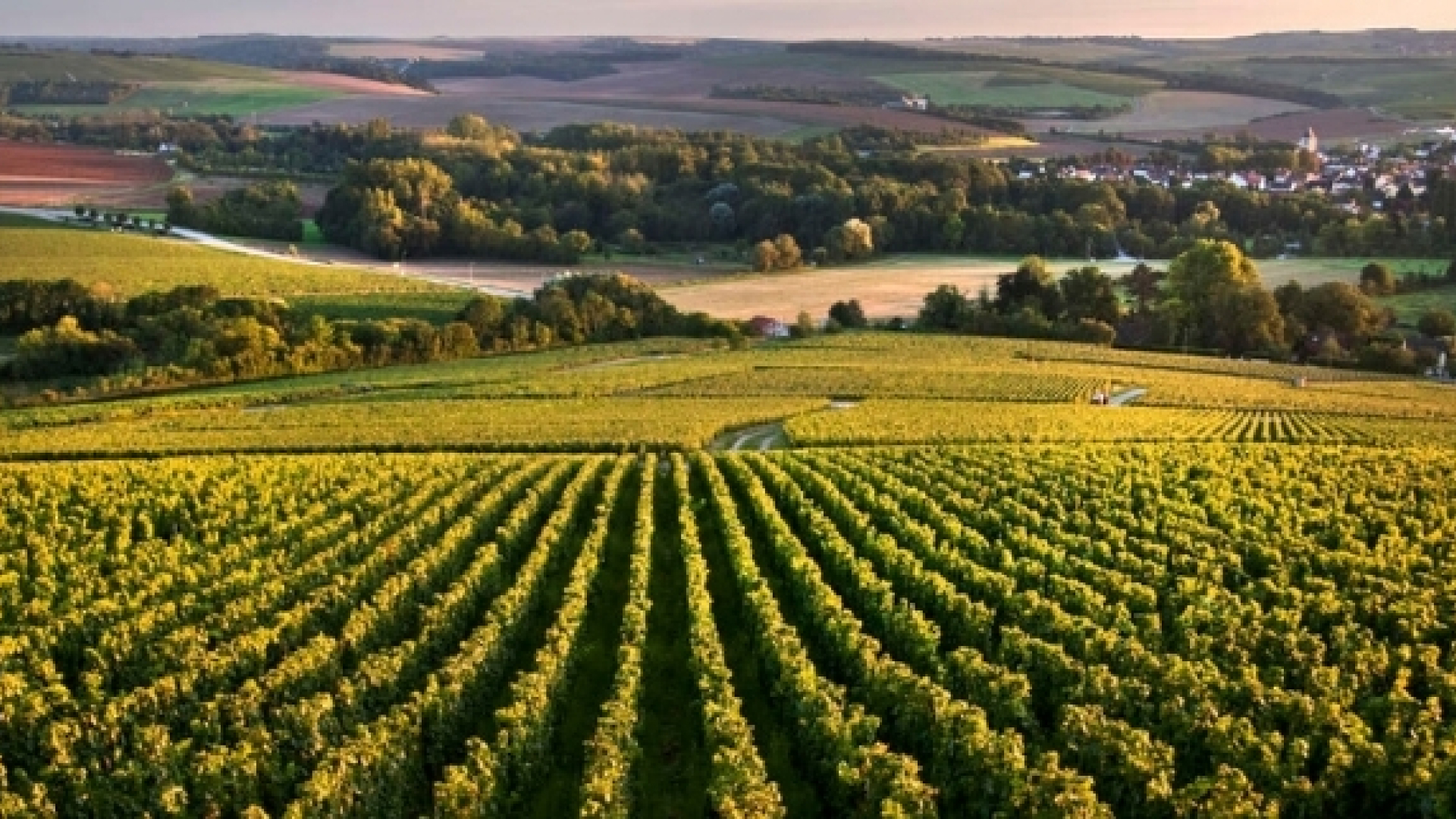 Vignoble de Chablis