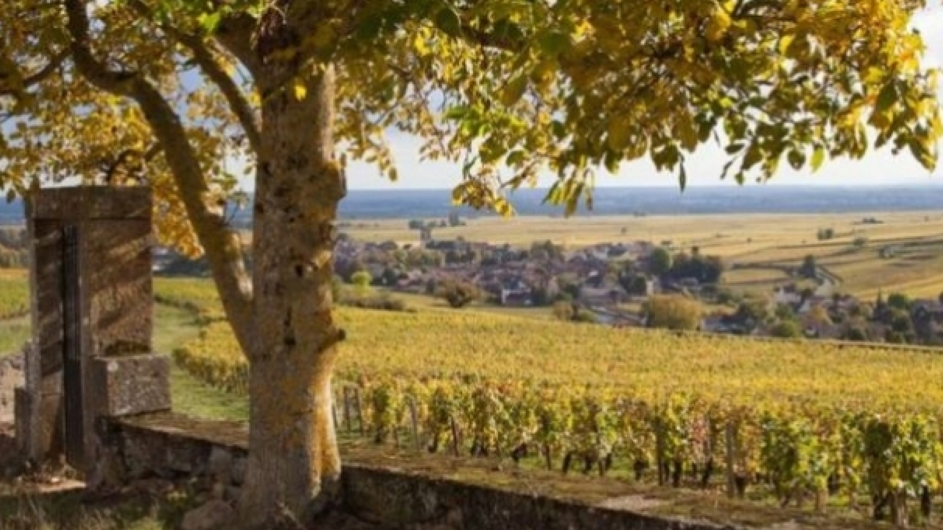 Vignoble de Bourgogne