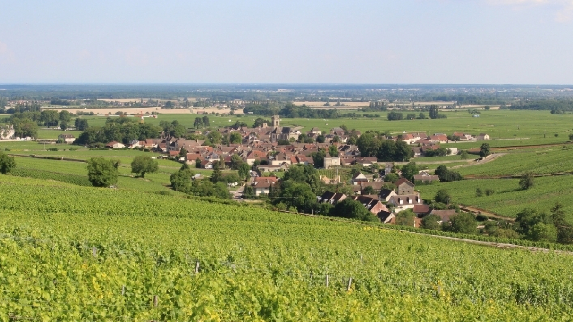 Vignoble de Bourgogne