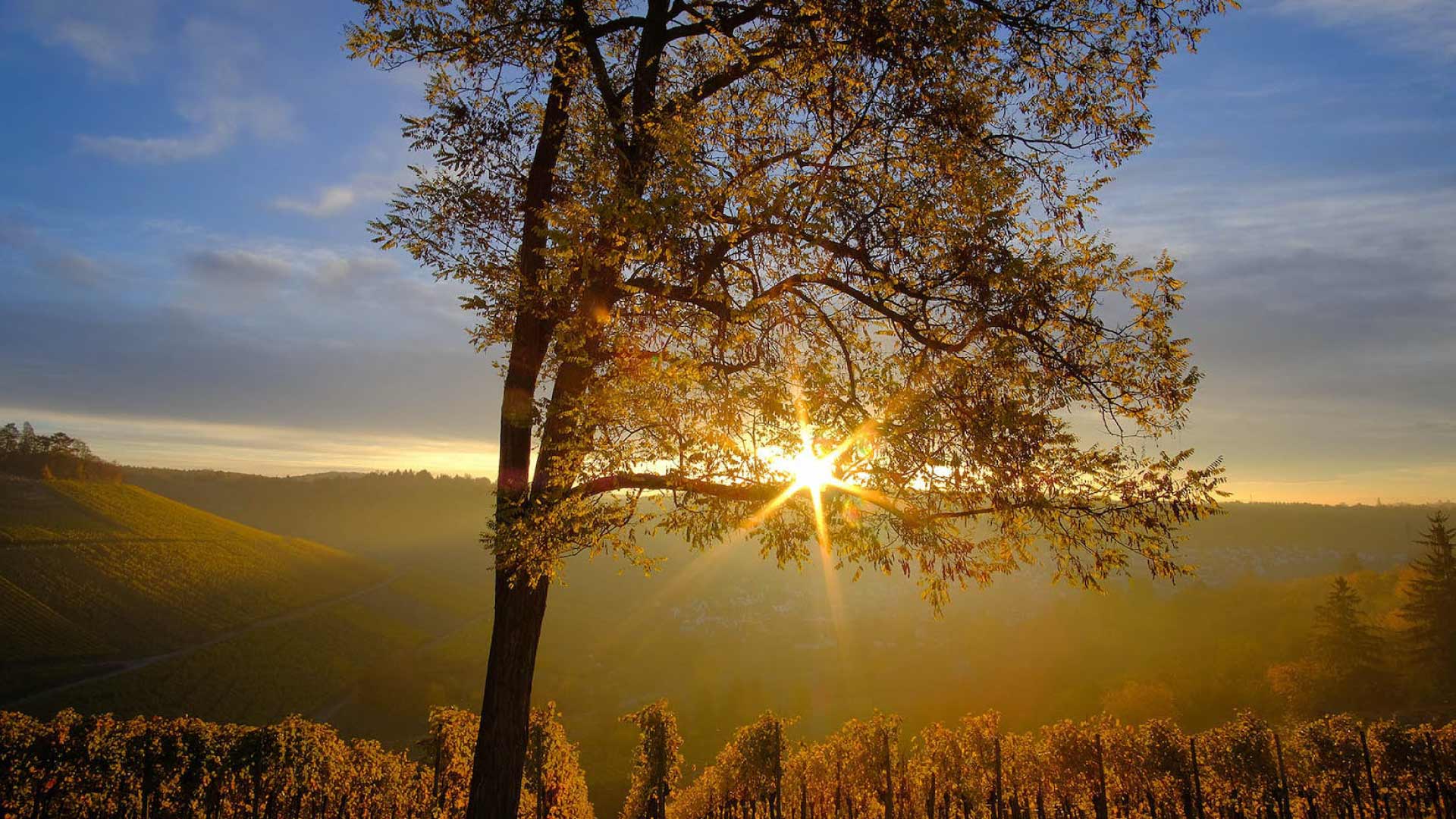 Collegium Wurtemberg