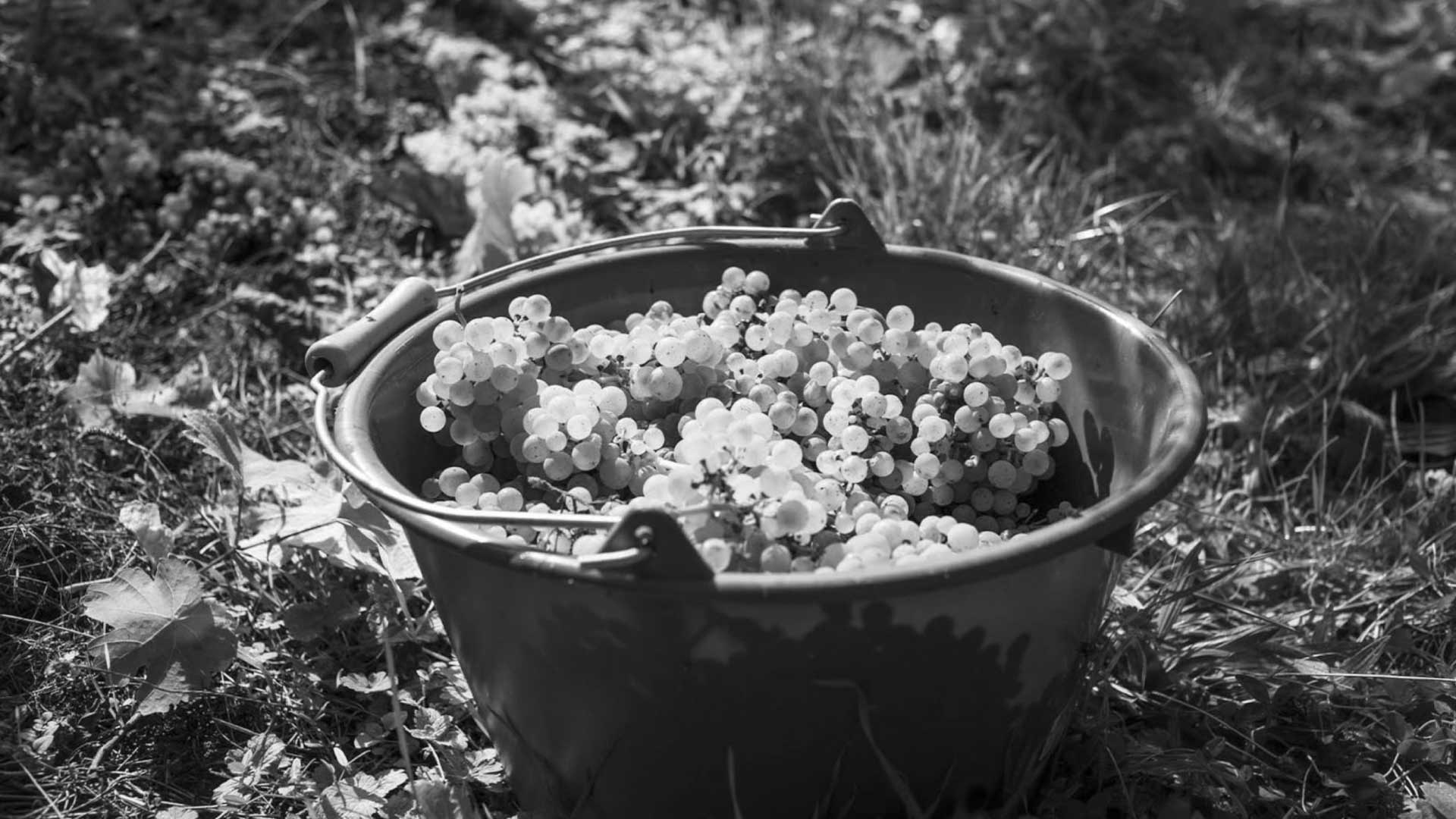 Collegium Wurtemberg